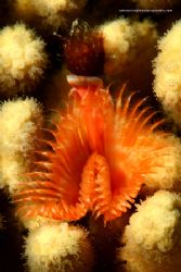 Horsesshoe Worm. San Andres Island. Canon 20D, 100USM macro by Alvaro De Castro 